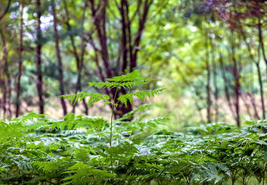 Fern in the forest in summer © Александр Коликов