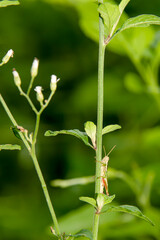 grasshopper hide their enemies.