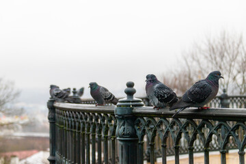pigeons on the street