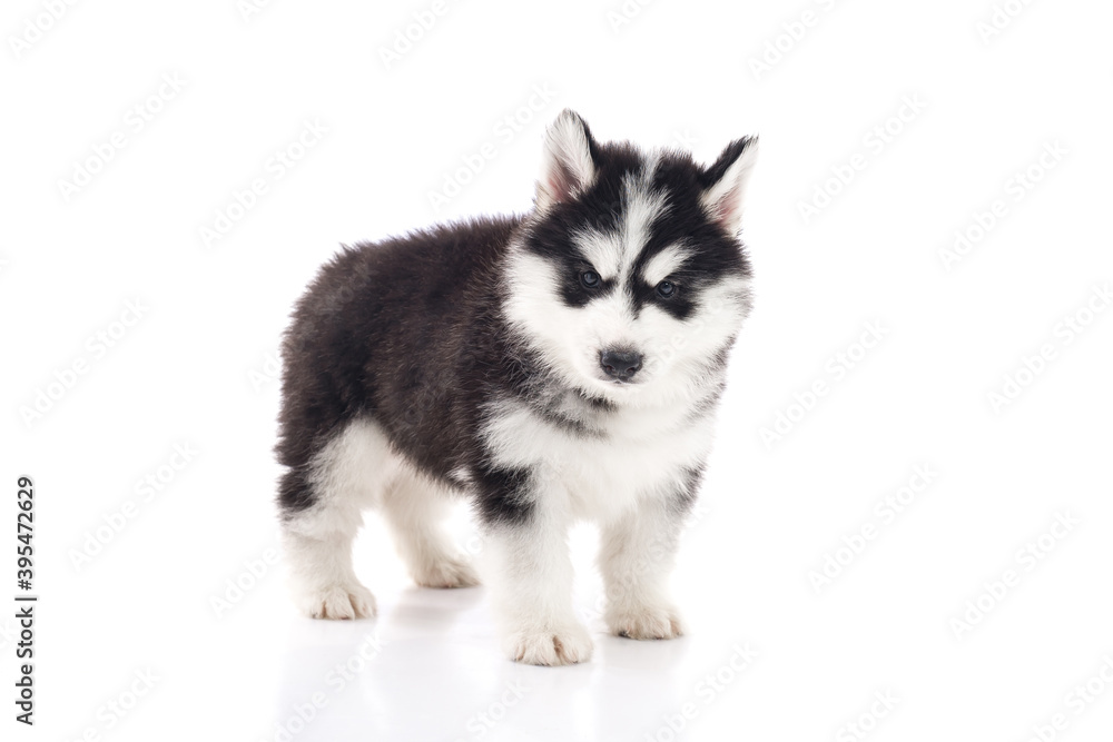 Wall mural cute siberian husky puppy standing on white background isolated