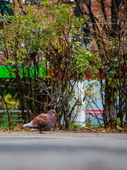 autumn in the street bird