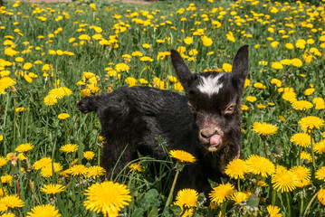 Domestic Goat (Capra aegagrus hircus) kid in meadow