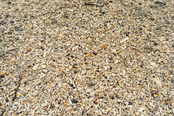 dead corals background on seashore 