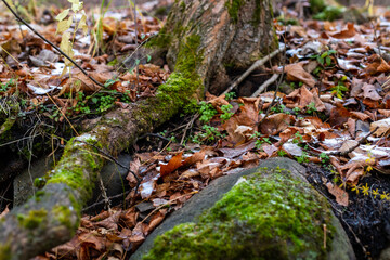 moss covered rocks