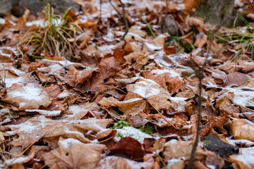 autumn leaves on the ground