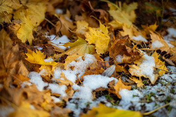 autumn leaves and snow on the ground