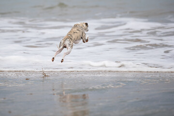 Ein Whippet springt in die Wellen