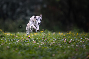 Whippet in vollem Tempo