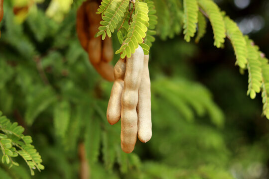 Tamarind tree tropical fruit, tamarind fruit on tree with leaves