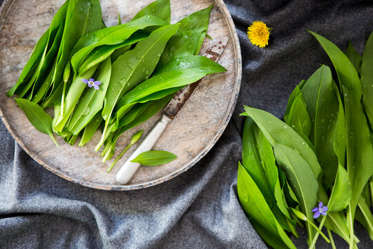 Fresh ramsons (wild garlic)