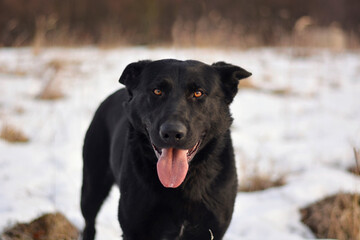 Beautiful black german shepherd dog in snow, winter portrait
