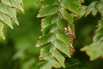 Camouflage de juvénile de caméléon endémique de La Réunion en mue cachée sur fougère...