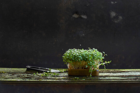 Fresh cress in a dish with scissors on a wooden plank