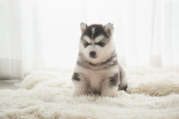 Cute siberian husky puppy sitting in the living room