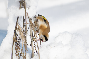 Naklejka premium Goldfinch, a multi-colored colorful bird from the Finch family sits on a branch of a Bush with seeds and pecks them. Snowy winter and Sunny weather