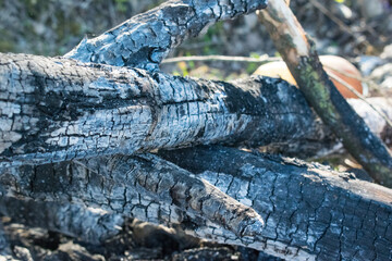 Branches and trees after the fire, the fire burned down and the remains