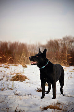 Beautiful black german shepherd dog in snow, winter portrait
