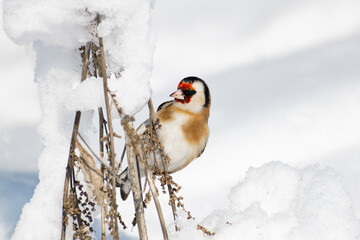 Goldfinch, a multi-colored colorful bird from the Finch family sits on a branch of a Bush with seeds and pecks them. Snowy winter and Sunny weather