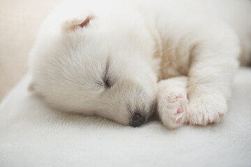 White siberian husky puppy sleeping on white bed