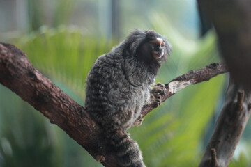 Common marmoset (callithrix jacchus), white eared monkey family, small monkey live in South America found in Bolivia, Brazil, Colombia, Ecuador, Paraguay and Peru. In the tree watching the surrounding