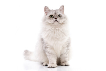 Persian cat on white background,isolated
