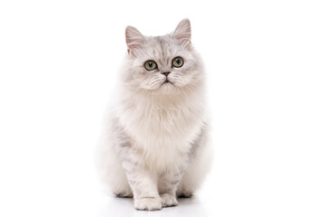 Persian cat on white background,isolated