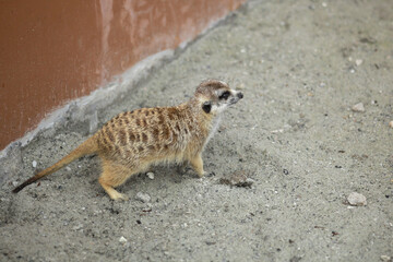 Obraz premium Portrait of suricate or meerkat (Suricata suricatta), African native animal, small carnivore belonging to the mongoose family