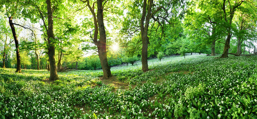 Spring forest with blooming white flowers and sun. Wild garlic - Carpathian mountain