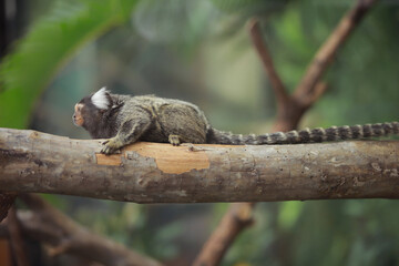 Common marmoset (callithrix jacchus), white eared monkey family, small monkey live in South America found in Bolivia, Brazil, Colombia, Ecuador, Paraguay and Peru. Monkey walking on tree trunk, blurry