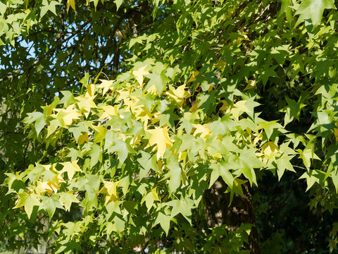 (Liquidambar styraciflua) Amerikanischer Amberbaum. Blätter mit fünf- bis siebenlappigen und eine glänzend grüne Oberfläche im sommer