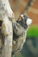 Common marmoset (callithrix jacchus), white eared monkey family, small monkey live in South America found in Bolivia, Brazil, Colombia, Ecuador, Paraguay and Peru. Monkey clinging on the stem