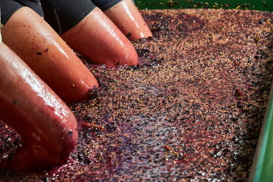 Grapes Being Crushed In A Wine Cellar