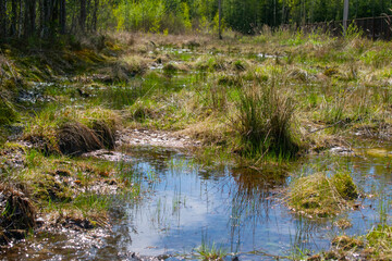 Obraz na płótnie Canvas swamp with grass and trees in Russia