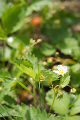 Fraise