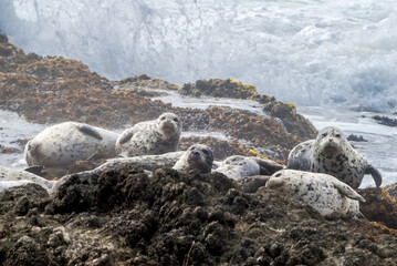 Common Seals (Phoca vitulina) in Bodega Bay, California, USA