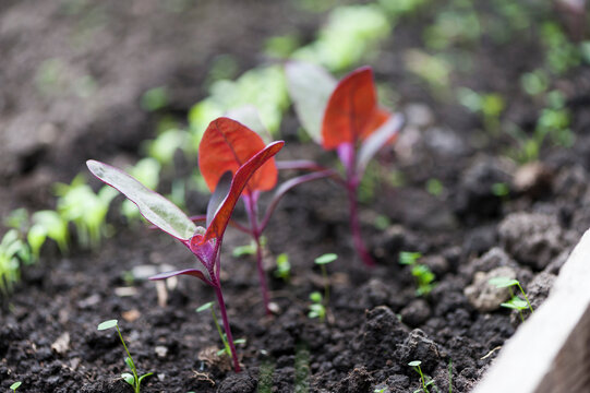 Red orach in the greenhouse