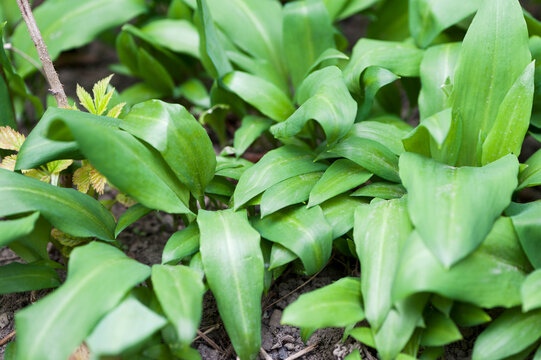 Wild garlic in the greenhouse