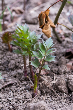 Lovage in the greenhouse