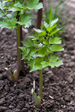 Lovage in the greenhouse
