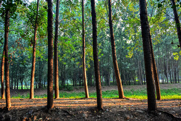 Warm autumn scenery in a forest, with the sun casting beautiful rays of light through the mist and trees