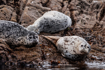 Common Seals (Phoca vitulina) in Bodega Bay, California, USA