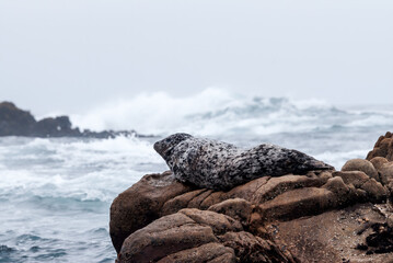 Common Seal (Phoca vitulina) in Bodega Bay, California, USA