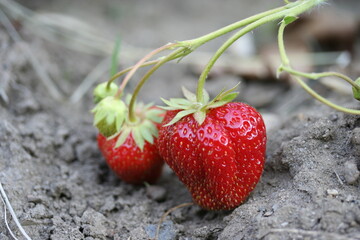 Fraise