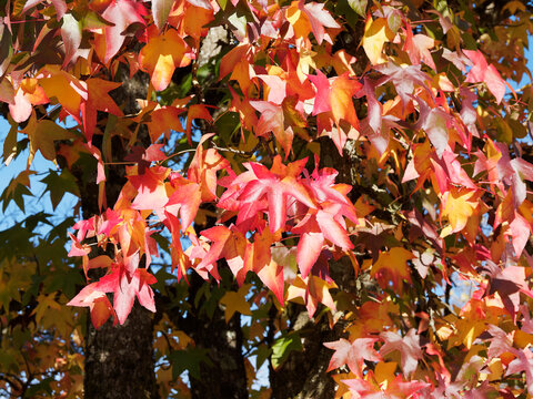 (Liquidambar styraciflua) Amerikanischer Amberbaum, Launfarbe im Herbst von gelb über orange bis dunkelrot, indian Summer in Garten