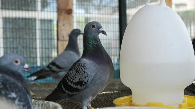 homing pigeon in home loft