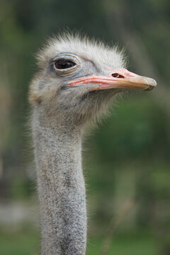 Close up of Common ostrich (Struthio camelus), or simply ostric, the large flightless bird from Africa. blurry background