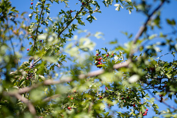 look at the sky throught the brier bush