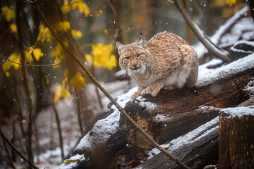 Obraz premium The Eurasian lynx lies on a log