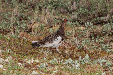 Molting male of Willow Ptarmigan (Lagopus lagopus) in Barents Sea coastal area, Russia