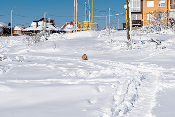 Multi-storey residential buildings made of white and red brick with plastic Windows, stand in winter under a layer of white lush snow in frosty Sunny weather.